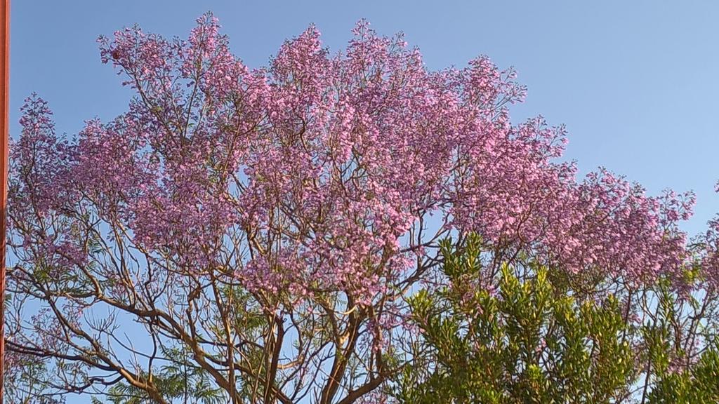 La Jacaranda Hotel ซานตันตีโอโก ภายนอก รูปภาพ